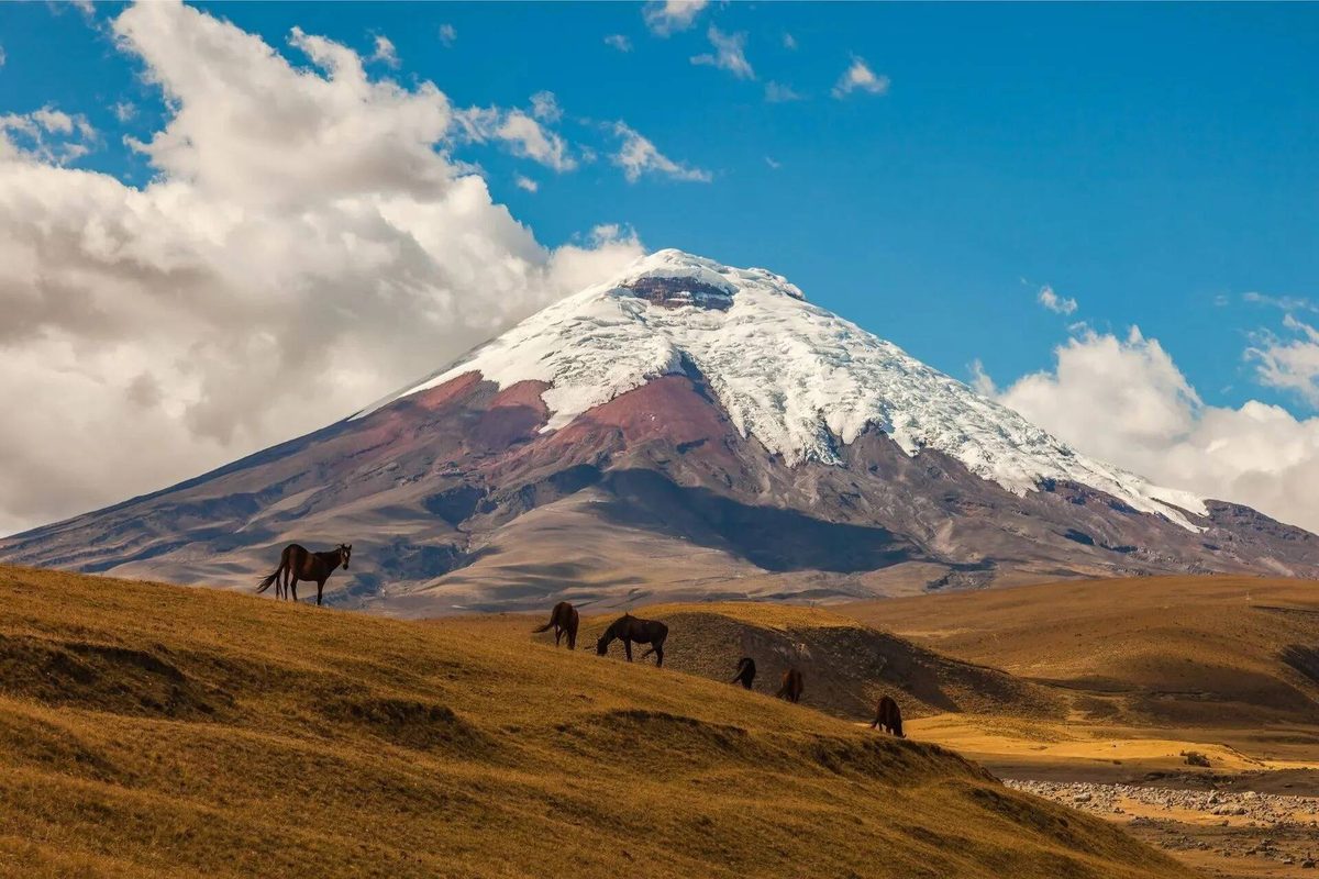 Cotopaxi and the Avenue of Volcanoes